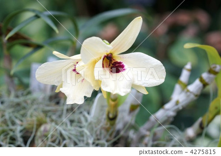 西方蘭花 蘭花 特寫 4275815