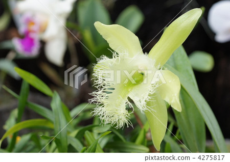 熱帶植物 西方蘭花 花朵 4275817