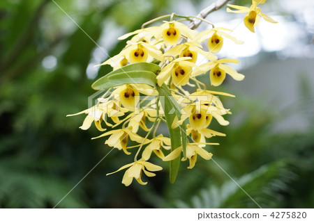 熱帶植物 西方蘭花 花朵 4275820