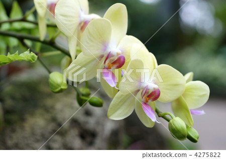 western orchids, bloom, blossom 4275822