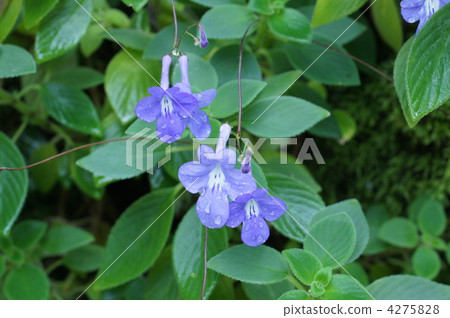 來自南非 淡紫色 唇柱苣苔屬家庭 4275828