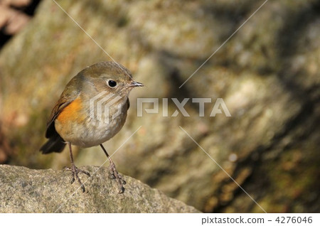 Ruribitaki of a rocky field ♀ 4276046