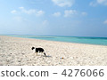沙灘 一隻小動物 流浪貓 4276066