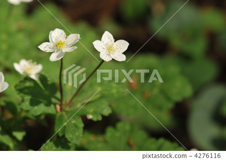 春天的白花~Ninn Itou~ 4276116