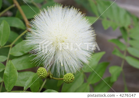 朱纓花 朱纓花屬 花瓣 4276147