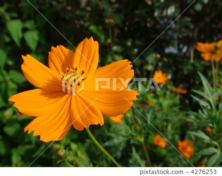 Kibana cosmos swaying in the wind 4276253
