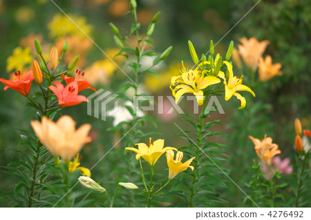 百合花 百合線蟲 百合公園 4276492