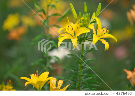 golden-banded lily, leisure facilities, lilium maculatum 4276493