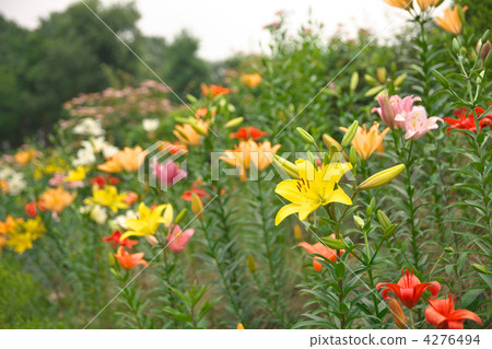 百合花 百合線蟲 百合公園 4276494