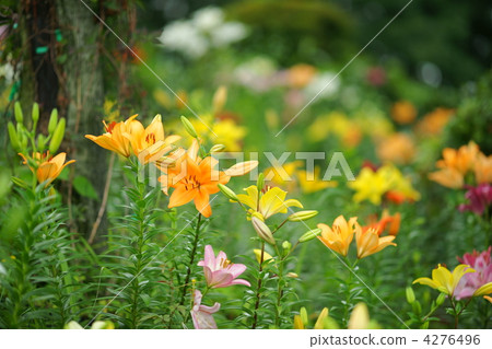 lilium maculatum, lilium elegans, lily 4276496