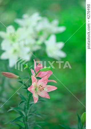 百合花 百合線蟲 百合 4276498