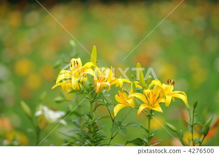 百合花 百合線蟲 百合 4276500