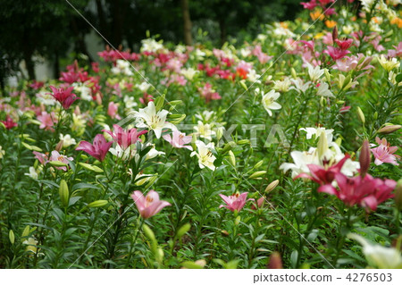 百合花 百合線蟲 百合 4276503