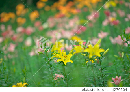 百合花 百合線蟲 百合公園 4276504