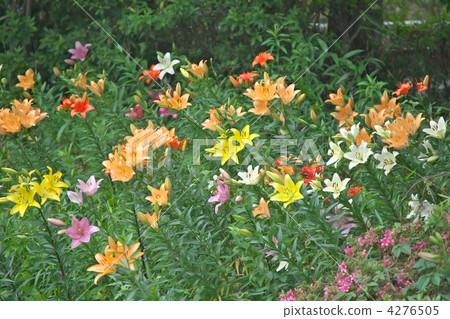lilium maculatum, lilium elegans, lily 4276505