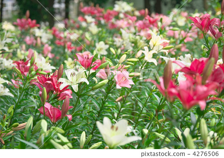 百合花 百合線蟲 百合 4276506