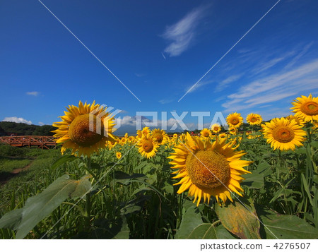 富士和花園 4276507