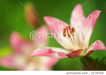 百合花 棒棒糖 棒糖 4276508