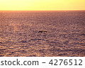 Sunset and a whale 4276512