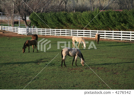 Ranch 4276542