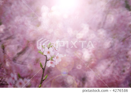 櫻花 櫻花 4276586
