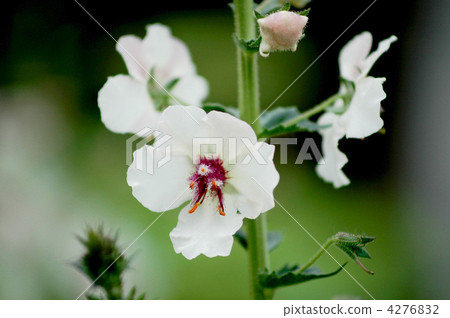 White-tailed Mooseika 4276832