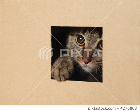A cat that takes a face through a hole 4276868