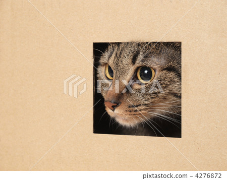 A cat that takes a face through a hole A cat that takes a face through a hole 4276872