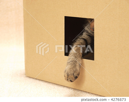 The hands of a cat who came out of a hole The hands of a cat who came out of a hole 4276873