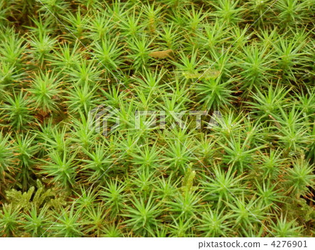 moss, botanic, botanical 4276901