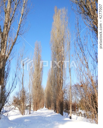 Winter's Hokkaido University poplar trees Winter's Hokkaido University poplar trees 4277007