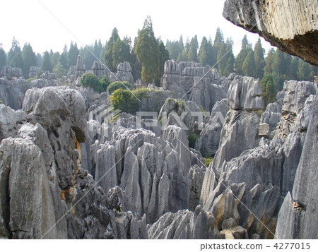雲南省昆明世界遺產石林 4277015