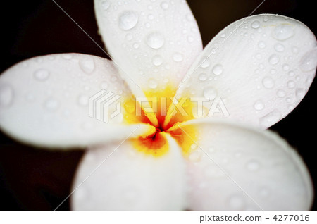 雞蛋花 花朵 花 4277016