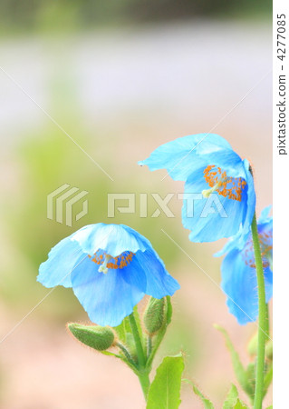 喜馬拉雅山的罌粟 4277085