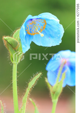 喜馬拉雅山的罌粟 4277086