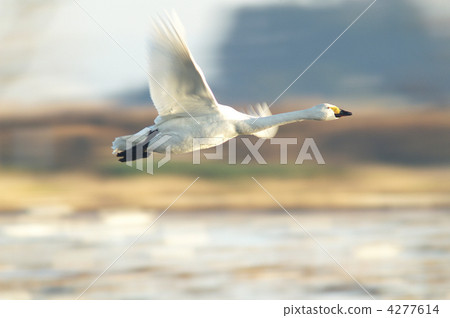 Swan, flapping 4277614