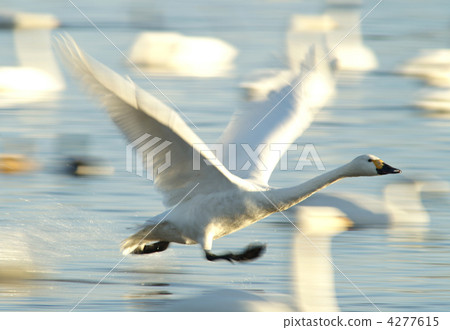 Swan, run 4277615