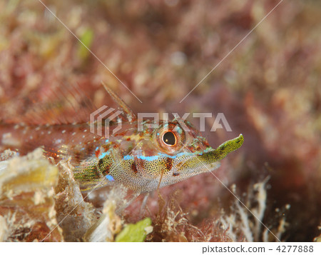 天狗鼻子 4277888