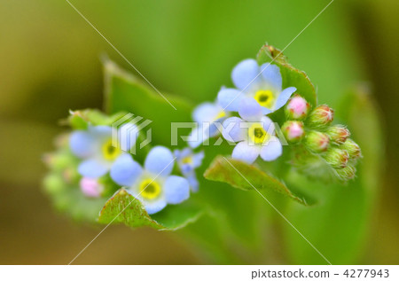 trigonotis peduncularis, bloom, blossom 4277943