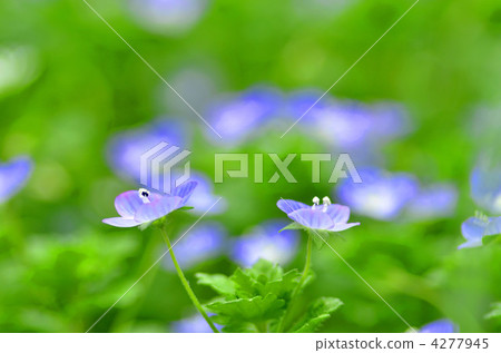 veronica persica, bloom, blossom 4277945
