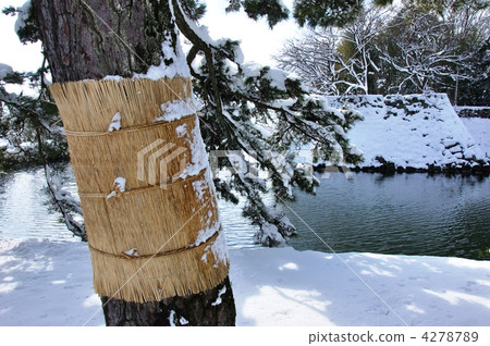 彥根城堡·伊羅哈松樹鋸也 彥根城堡·伊羅哈松樹鋸也 4278789