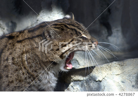 fishing cat, nepal, dip 4278867