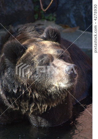 烏蘇里棕熊 東山動植物園 熊 4278930