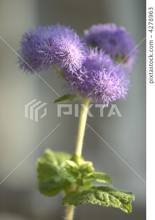 Agelatum Agelatum 4278963