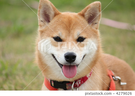微笑Shiba Inu 4279026