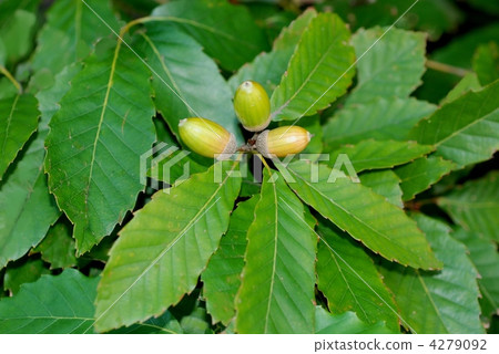 Quercus nut Quercus nut 4279092