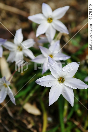 Hananira (Hana) 4279149