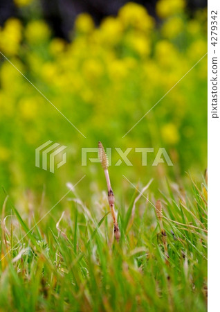 Tsukushi(米)和油菜花 Tsukushi(米)和油菜花 4279342
