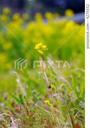 Tsukushi(米)和油菜花 Tsukushi(米)和油菜花 4279352