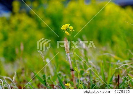 Tsukushi(米)和油菜花 Tsukushi(米)和油菜花 4279355